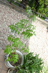 2011y09m23d_005919272.jpg